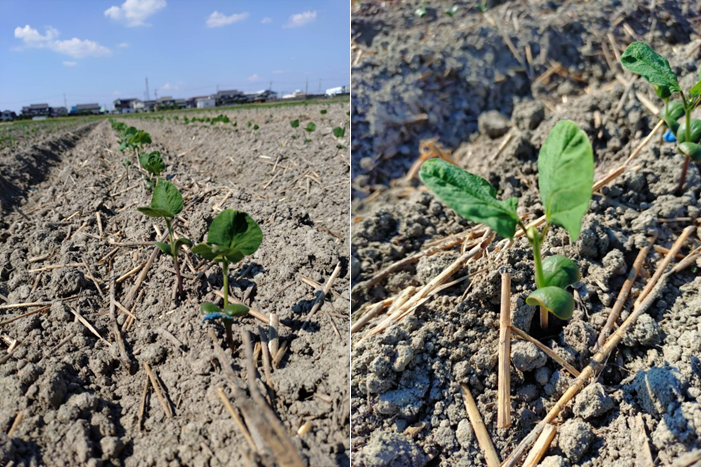大豆　播種振り返りと発芽苗立