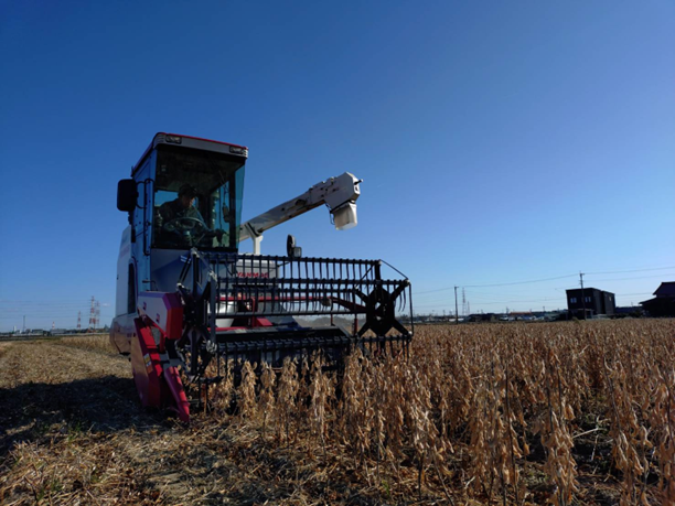 大豆　刈取と選別